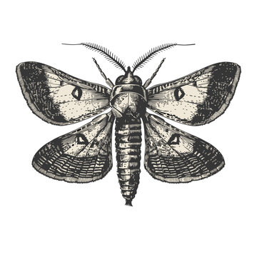 moth vintage engraved illustration 