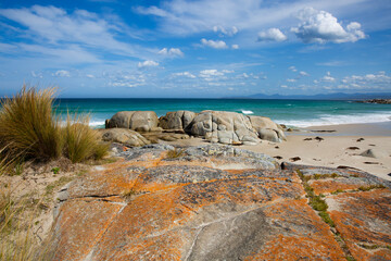 Orange lichen on rocky coast, Bay of Fires, Tasmania.