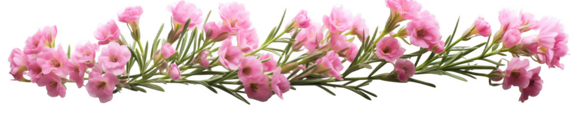 Obraz premium Pink Statice Flowers Sprig