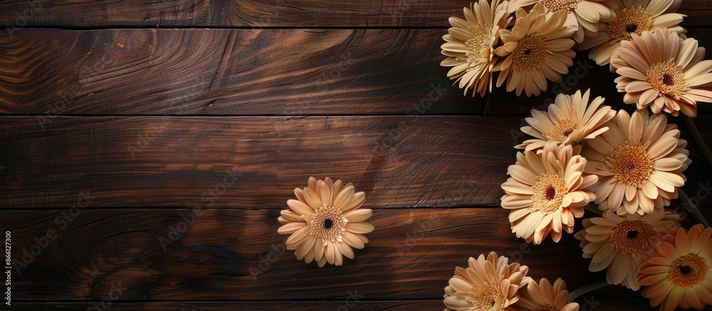 Poster Close-up beige gerbera flowers creating a border on a dark wooden table background with copy space image.