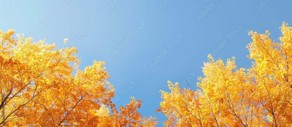 Poster autumnal golden treetops contrast beautifully with the vibrant tree canopy under a clear blue sky, c