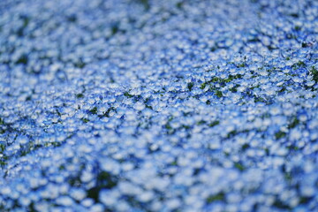 可憐なネモフィラの花