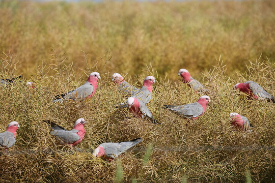 Flock of native birds (galahs) eating in a windrowed canola crop
