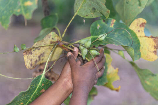 Aboriginal hand picking Kakadu Plums