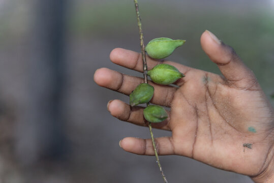 Aboriginal hand picking Kakadu Plums