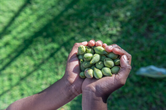 Aboriginal child holding Kakadu Plums
