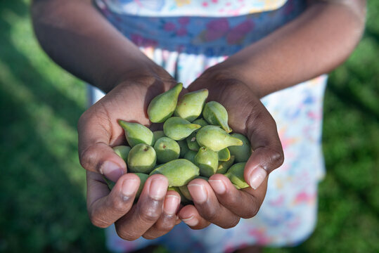 Aboriginal child holding Kakadu Plums