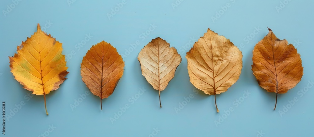 Poster autumnal leaves arranged in a flat lay composition on a colored background, leaving room for text in