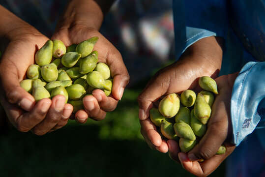 Aboriginal children holding Kakadu Plums