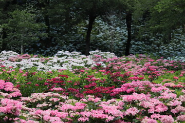 カラフルなアジサイ