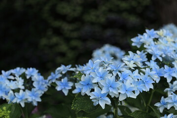 青い紫陽花　雨の日　アジサイが咲き乱れる
満開の紫陽花