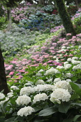 Fototapeta premium 紫陽花 日本の景色 梅雨の風景