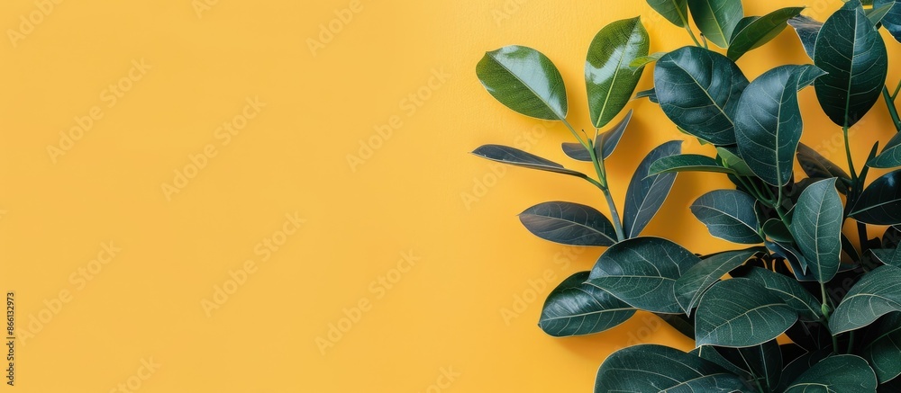 Poster copy space image featuring ficus lyrate leaves against a yellow backdrop.
