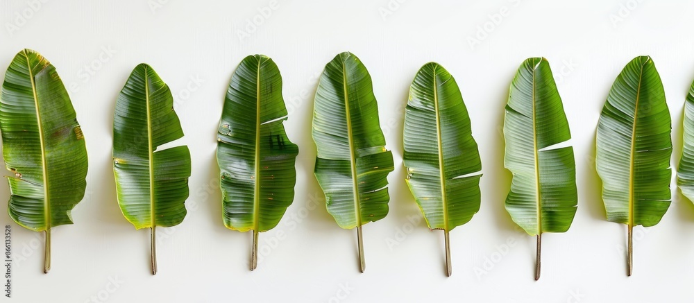 Poster Banana leaf arranged in a row against a white background, ideal for a copy space image.