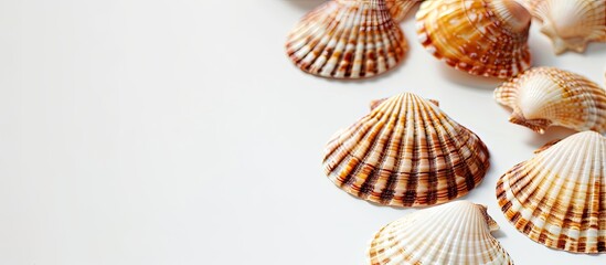 Close-up of numerous seashells on a white backdrop, with ample copy space image.