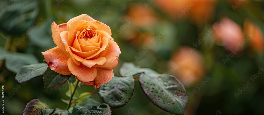 Sticker An orange rose blooms beautifully in a garden setting, ideal for a copy space image.