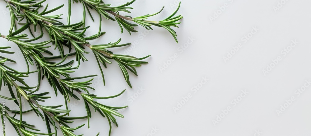 Poster Green rosemary on white background with copy space image available for text. Top view shot.