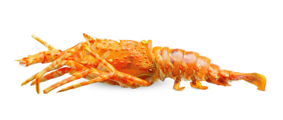 steam lobster isolated on white background.