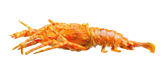 steam lobster isolated on white background.