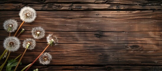 Brown wood texture background with a cluster of dandelions providing copy space image.