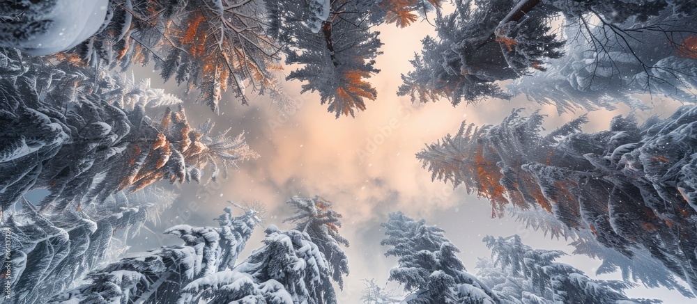 Poster scenic winter forest scene with snow-covered alpine trees viewed from below against a soft orange-li