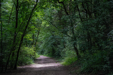 Obraz premium LE CHEMIN