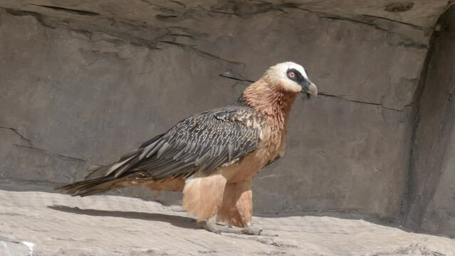 Endangered Bearded Vulture Walks Around