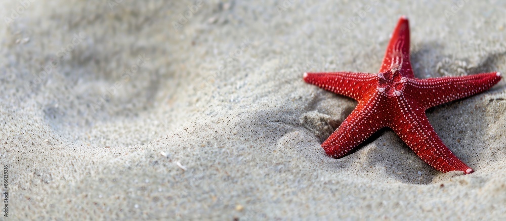 Poster Red starfish on sandy beach with ample copy space image for summer backdrop.