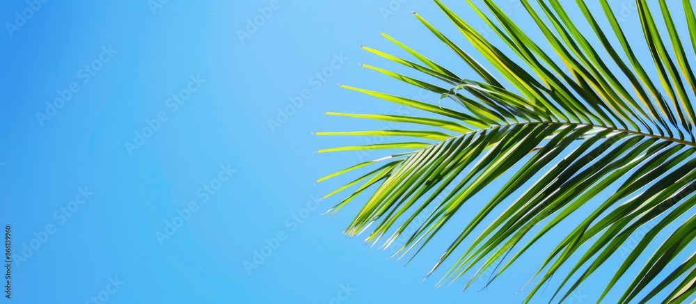 Aufkleber a palm leaf against a clear blue sky, creating a serene copy space image.