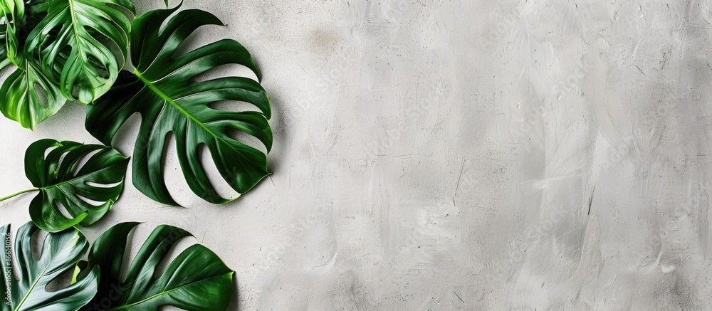 Poster tropical monstera leaf arrangement framed in white against a light grey backdrop in a studio copy sp