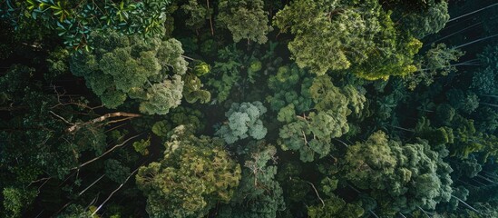 Copy space image of the forest canopy against a backdrop of sky.