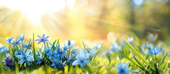 Spring wood squill flowers blooming in a sunny meadow, creating a beautiful scene with space for text or images. copy space available