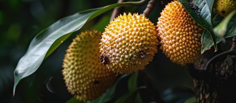 Kedondong fruit (Spondias dulcis) displayed against a dark backdrop with copy space image.