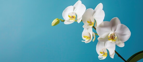 A close-up tropical white orchid against a blue background provides free space for a copy space image with subtle contrast.
