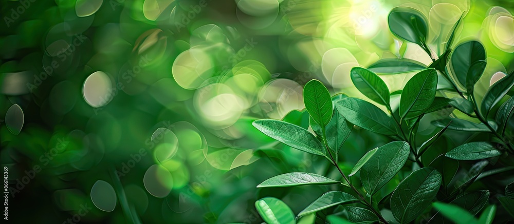 Poster green leaf closeup on a blurred foliage background in a garden with copy space image for text, ideal