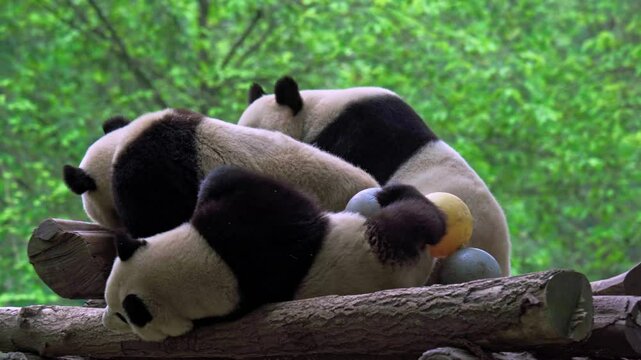 Giant pandas being playful with each other, Dujiangyan Panda Base, Sichuan, China.