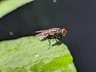 Flesh flies or Sarcophaga land on leaves