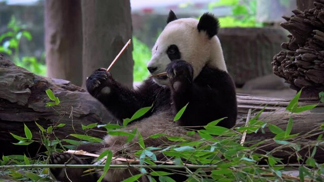 Giant panda eating bamboo at Dujiangyan Panda Base, Sichuan, China.