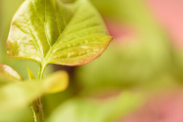 Green lilac leaf on a pink blurred background. Minimal nature summer concept. Flat layout.