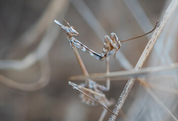 praying mantis found in dry grass