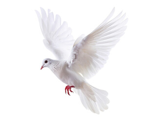 Fototapeta premium A white dove flies in front, png on transparent background