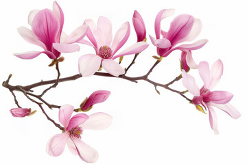 Naklejka premium magnolia flower spring branch isolated on white background