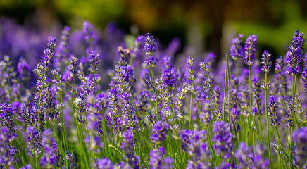 Spring lavender flowers under sunlight. Lilac flowers close up. Beautiful landscape of nature with a panoramic view. Hi spring. long banner