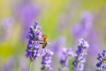Spring lavender flowers under sunlight. Bees pollinate flowers and collect pollen. Lavender honey. Beautiful landscape of nature with a panoramic view. Hi spring. long banner