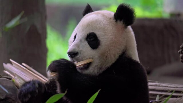 Giant panda eating bamboo at Dujiangyan Panda Base, Sichuan, China.