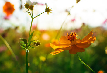 Soft focus of orange cosmos field with light of sun and blur background