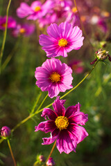 Low key of blooming purple cosmos field