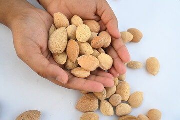Almond with shell. It's other name Prunus amygdalus and Prunus dulcis. The almond is also the name of the edible and widely cultivated seed of this tree. indian almond.