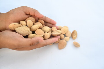 Almond with shell. It's other name Prunus amygdalus and Prunus dulcis. The almond is also the name of the edible and widely cultivated seed of this tree. indian almond.