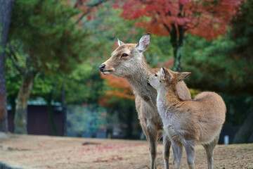 Mother deer and child of Nara Park in the autumn season of Nara Prefecture, Japan.